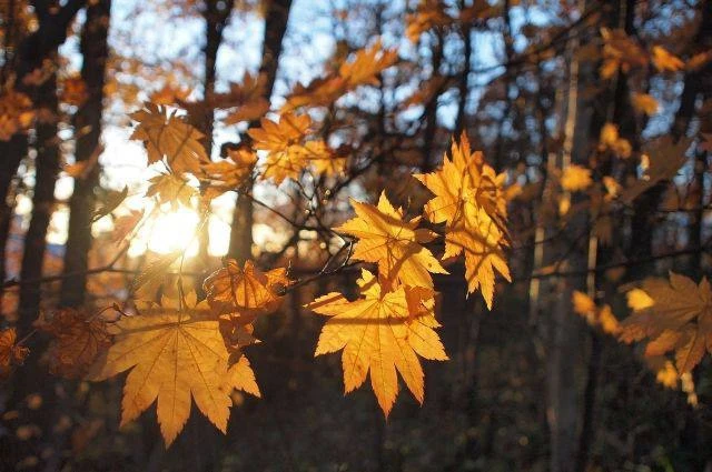☀️ В Питер и Ленобласть придёт бабье лето, — синоптики.