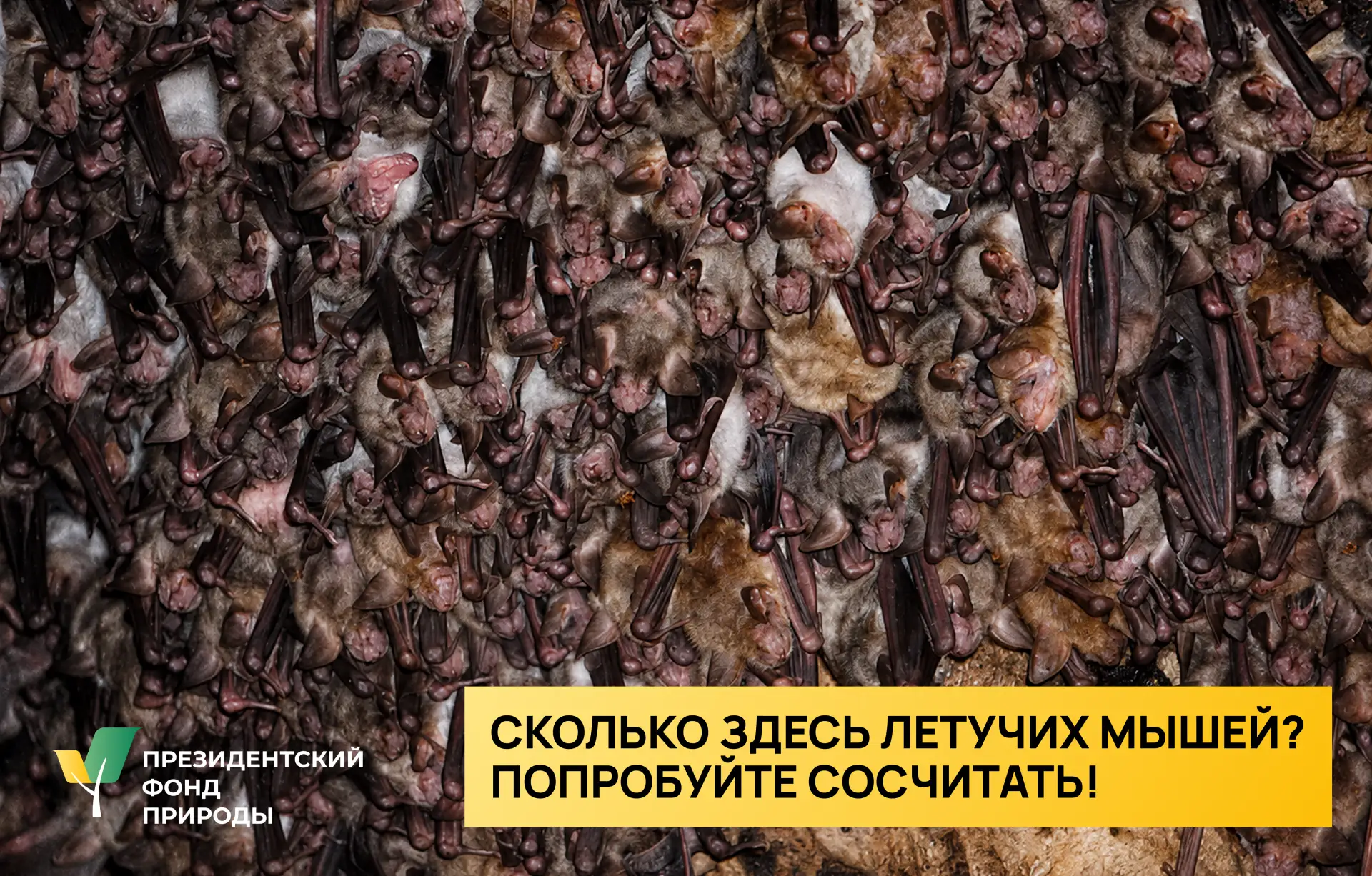 А вы сможете посчитать всех летучих мышей на фотографии из экспедиции?