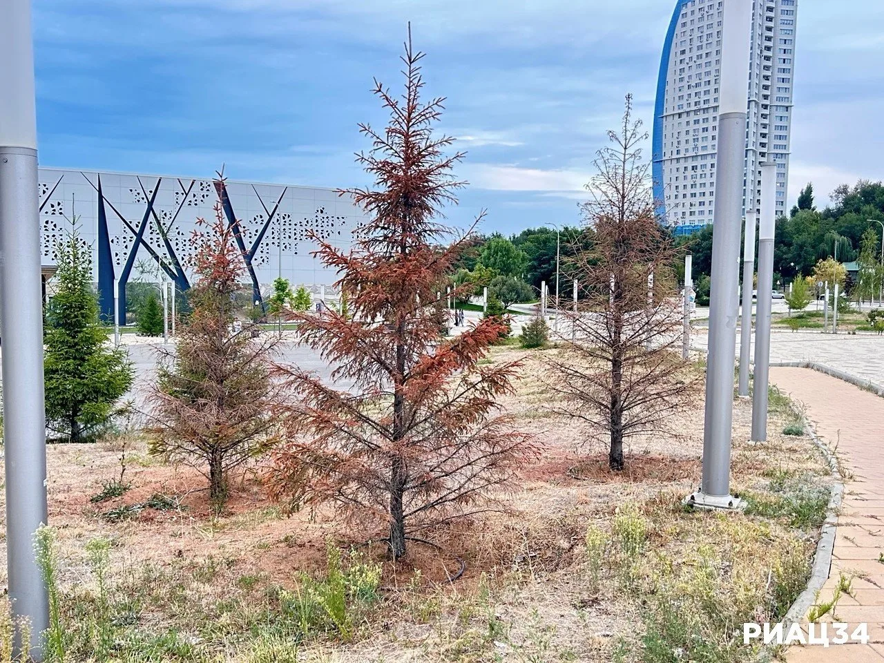 🌲 Очевидцы с прискорбием сообщают, что возле музея "Россия - моя история" засохли 29 с...
