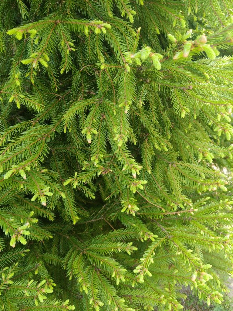 Добрый день, мои уникальные! Открыла дачный сезон! Какова красота 💚💚💚