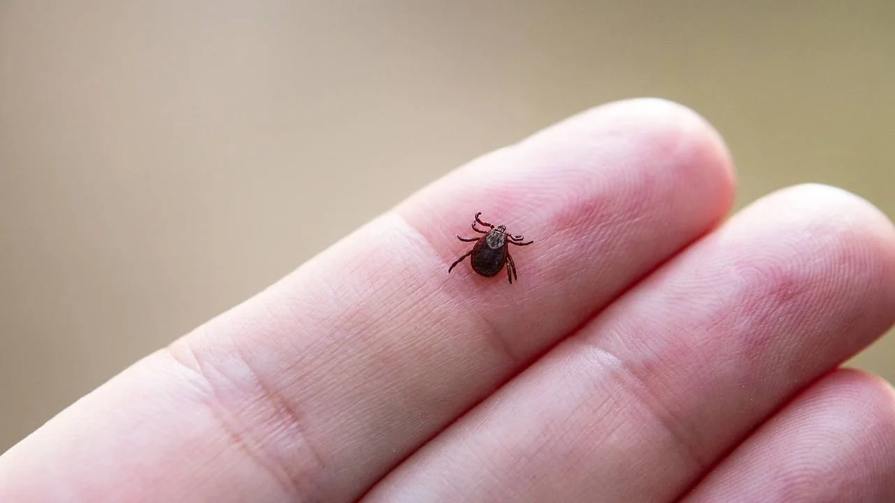 🕷️ Сезон активности клещей в России может продлиться до конца сентября.