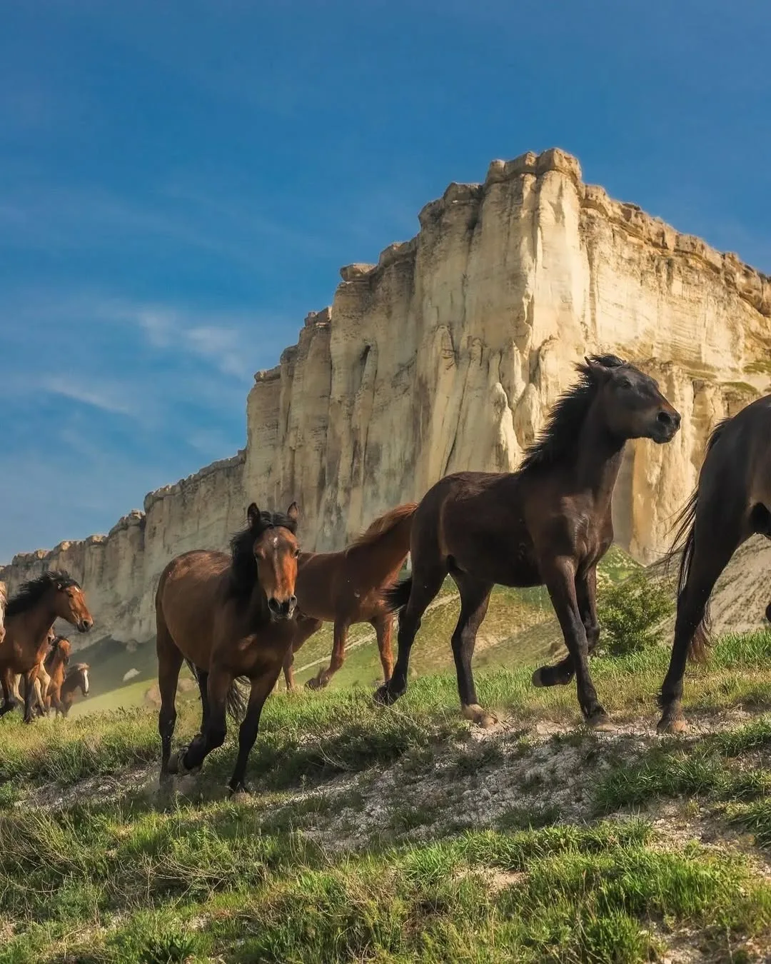 🐎 Так перегоняют табун лошадей каждый вечер  неподалёку от Белогорска в Крыму, а на фоне красуется Б