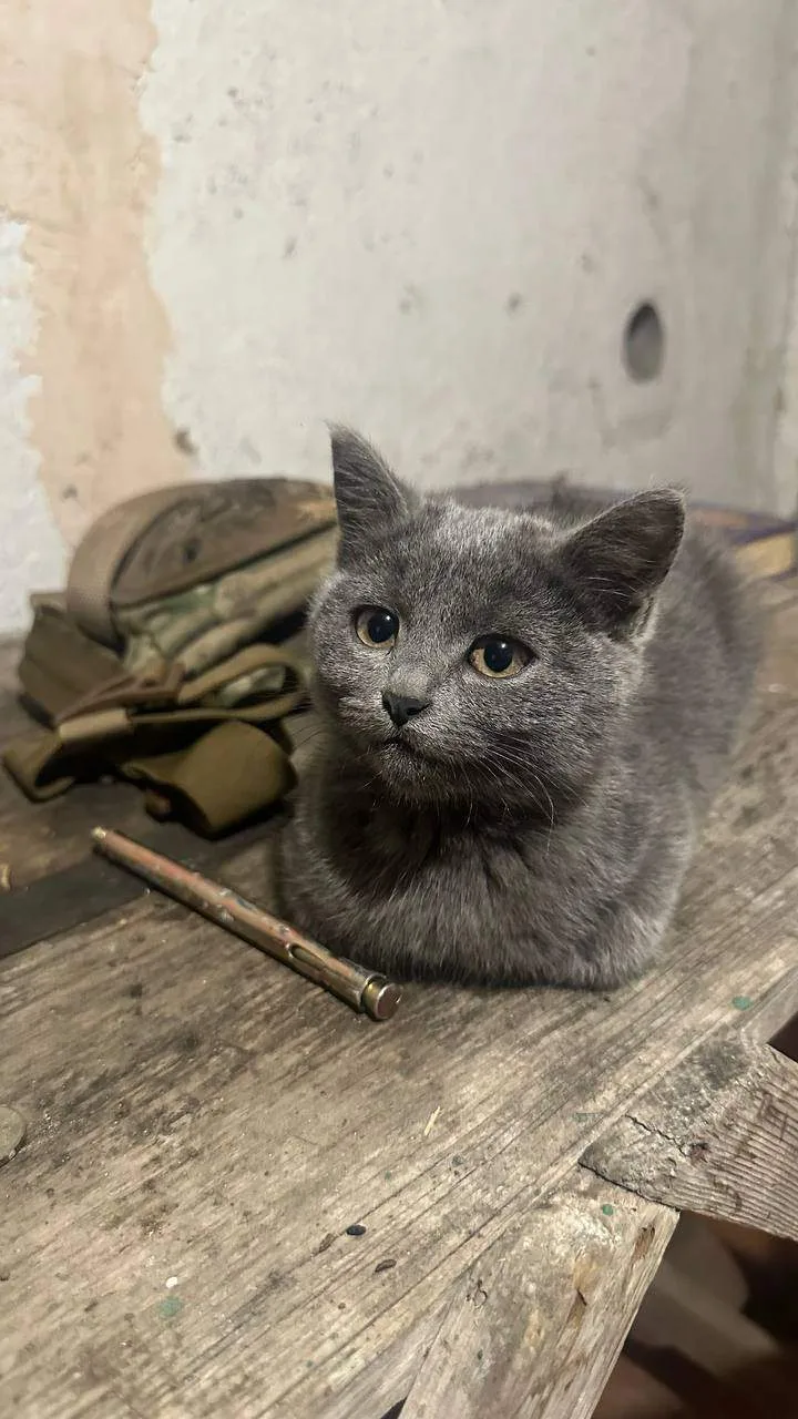 Снова боевой котик 😻