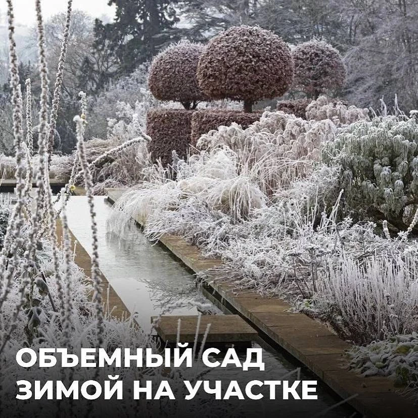 👍Сажайте эти растенияЧтобы получить объемный сад зимой:🟢Дербенник иволистый.🟢Котовник Фассена