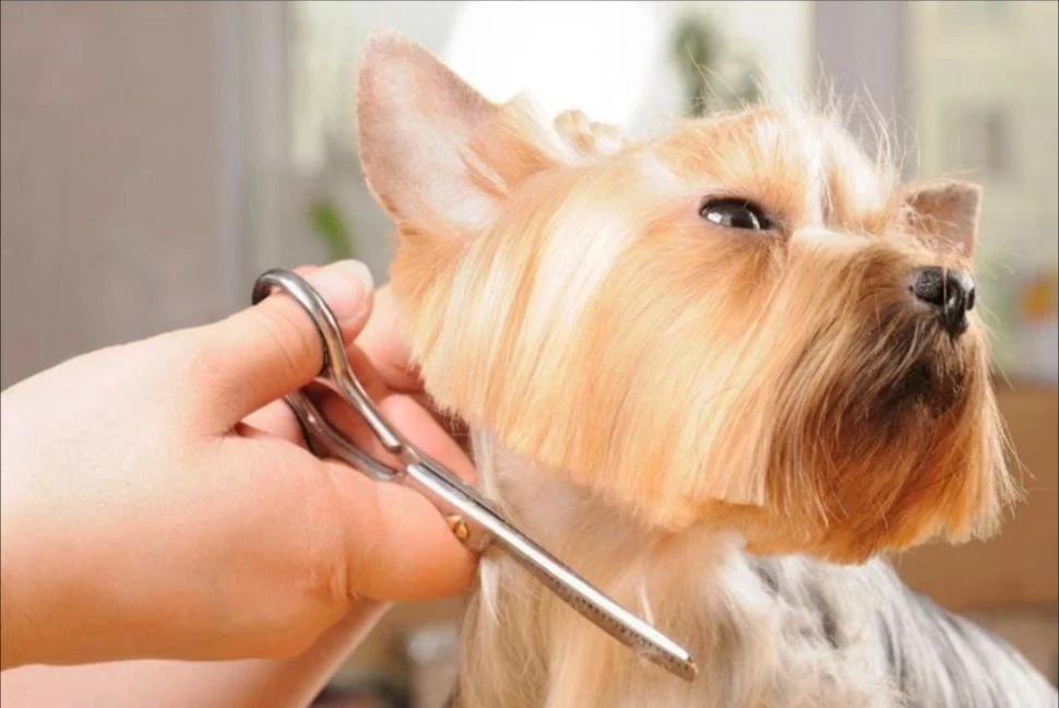 🐶 Как часто нужно водить собаку к грумеру: полный гид по уходу