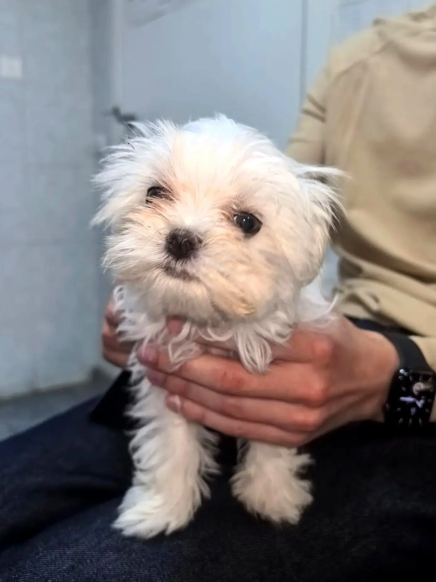 🐶 Щенок мальтийского бишона Мася совсем недавно появилась у владельцев и уже познакоми...
