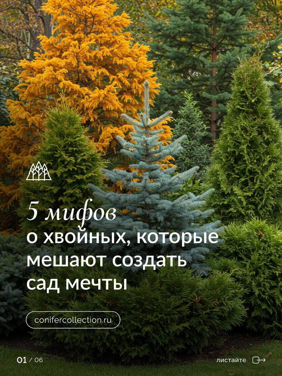 Мифы о хвойных

У хвойных растений много поклонников и не меньше мифов. 
Кто-то уверен, что они доро