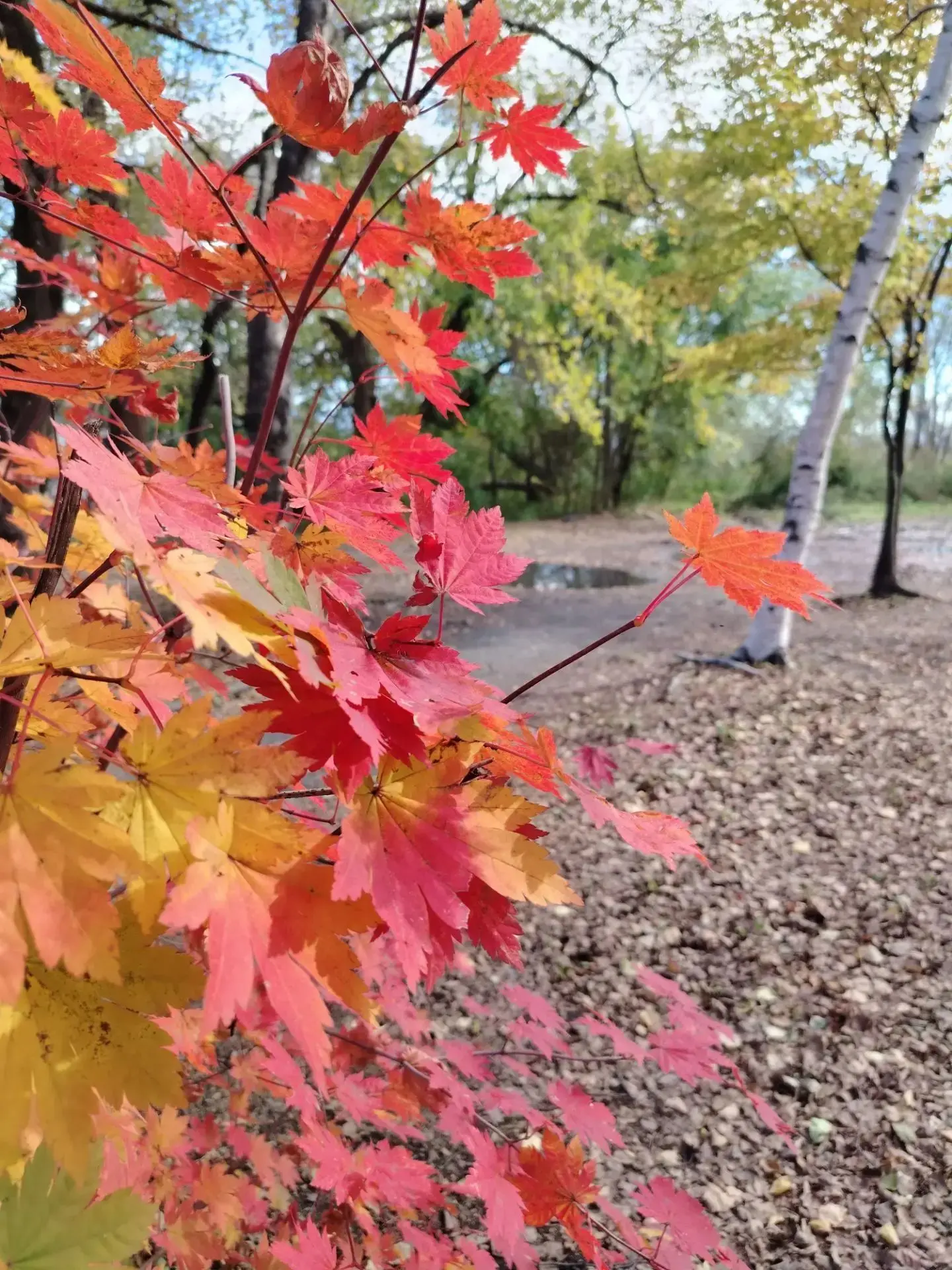 🍁🍂 Осень продолжает укрывать наш город ажурным покрывалом красочной листвы🍂🍁 пока о...