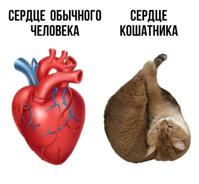 А мотор устал, а почки запаниковали  Про сердечные отеки, эмм не когда сердце отекает от любви, а ко