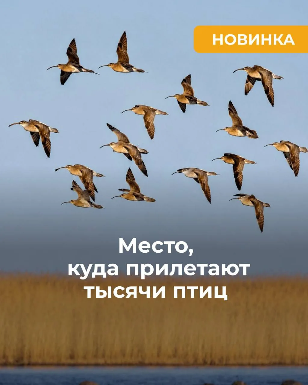 А вы знали, что по древнему дну Ладожского озера можно пройти пешком ❓

Сосновые леса на песчаных ва