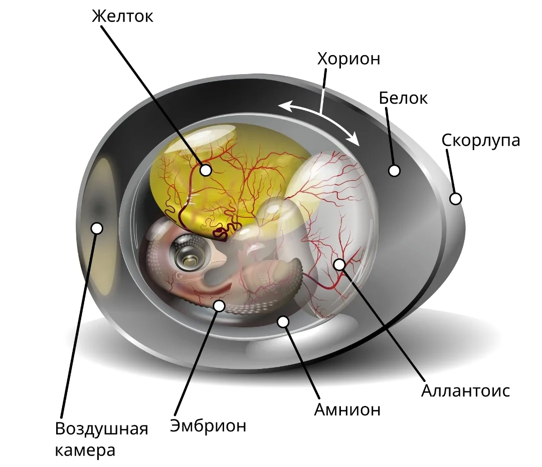 🥚Развитие системы дыхания: