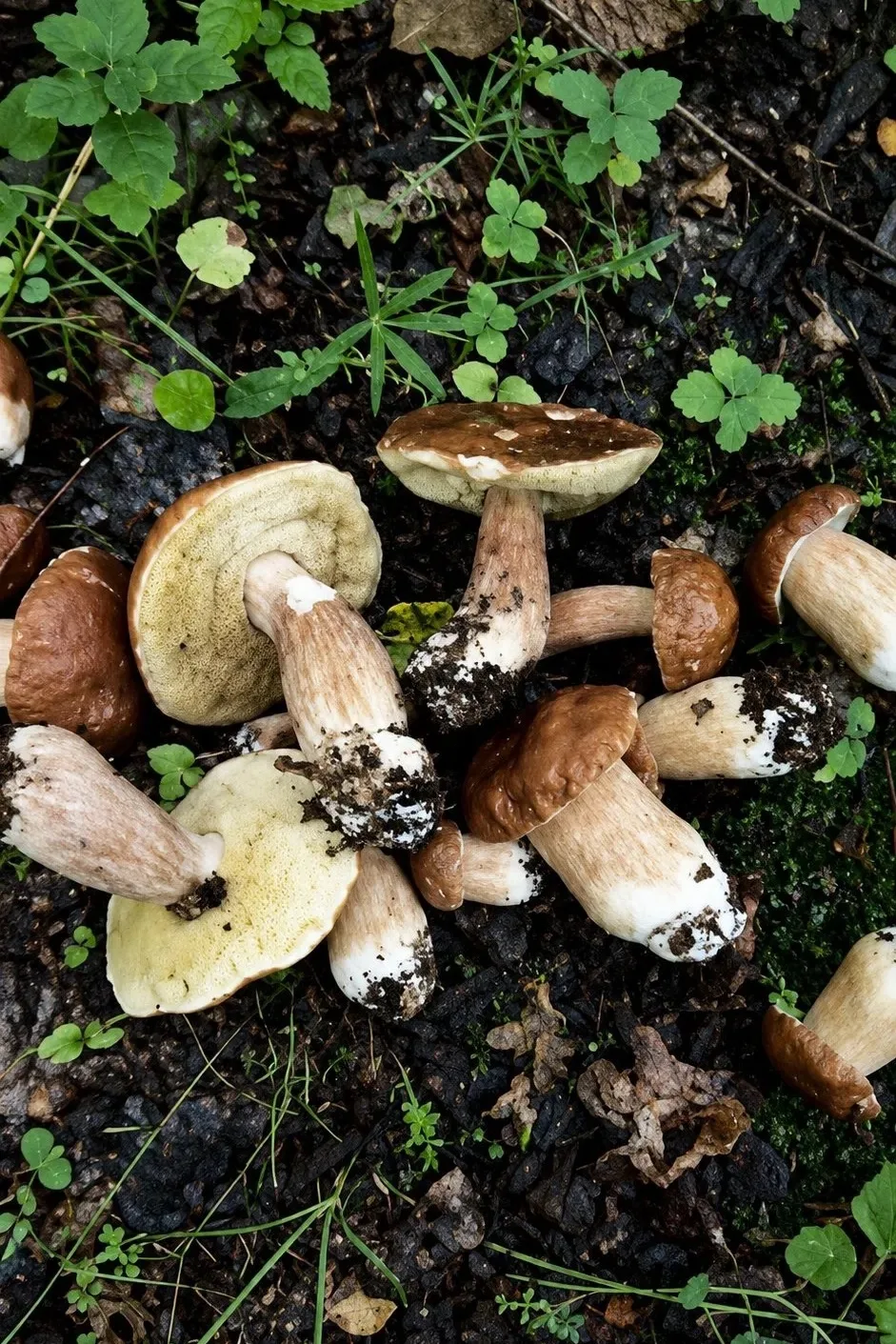 На Ямале любители «тихой охоты» начали показывать свои трофеи 🍄‍🟫

Это улов из Тарко-Сале 😋

📷: 