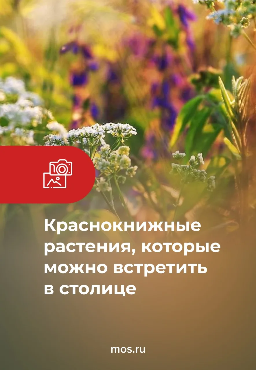 🌼 Июнь — время, когда в столице расцветают сотни травянистых растений. Среди них немал...