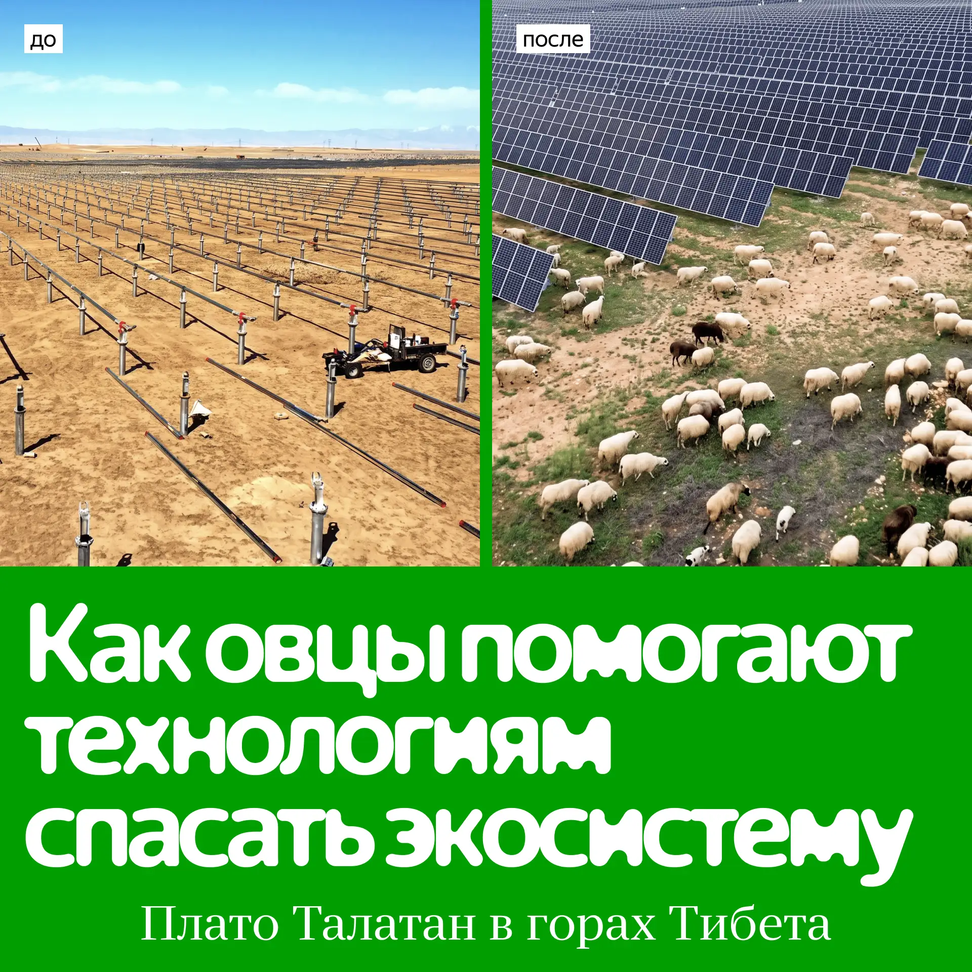 Энергетики «нанимают» овец, а технологии спасают экосистему

На пустынном плато Талатан в горах Тибе