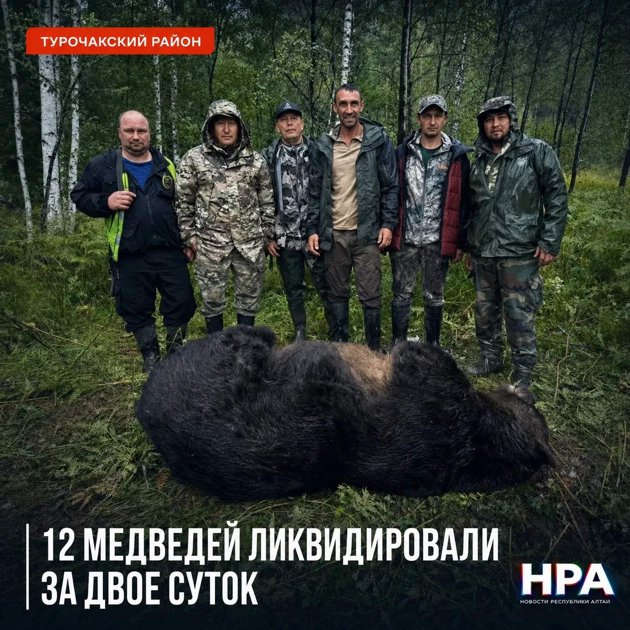🐻 12 МЕДВЕДЕЙ ЛИКВИДИРОВАЛИ В РЕСПУБЛИКЕ АЛТАЙ ЗА ДВОЕ СУТОК