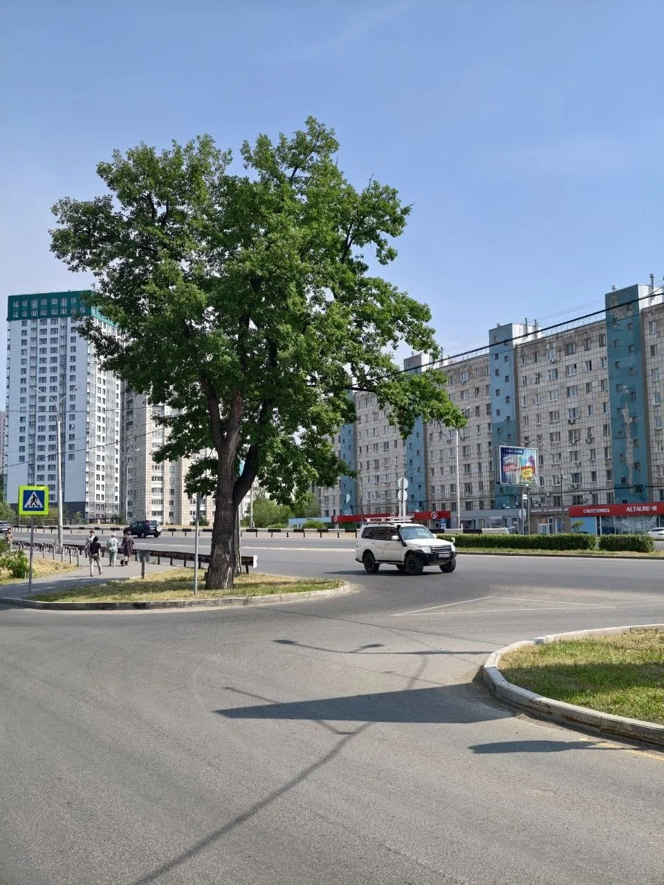 Дуб на Средней дамбе за которым уже несколько лет ухаживают неравнодушные жители. Хорошая инициатива