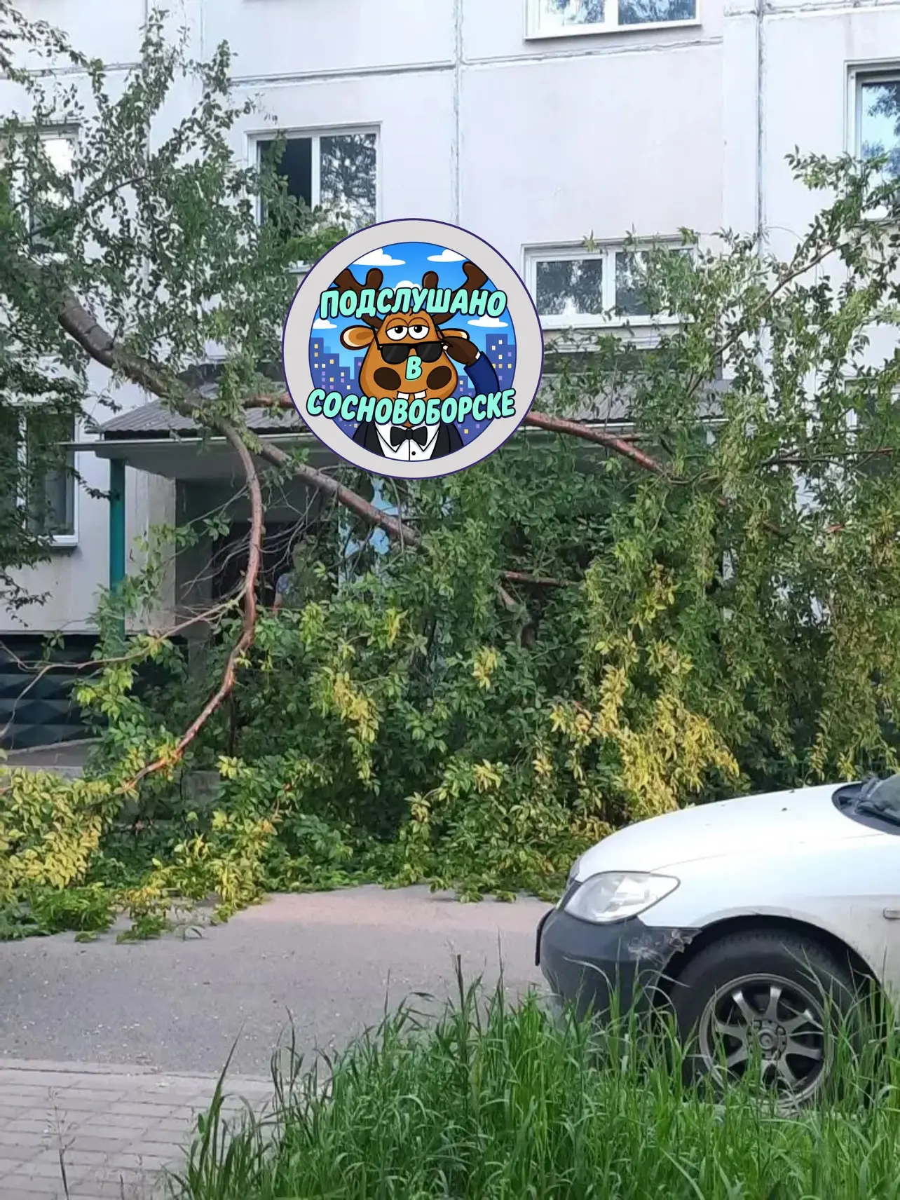 ⚡️ Лопнула ветка на юности!
 Дерево не выдержало нагрузки и ветка лопнула, ветка перегораживает подъ