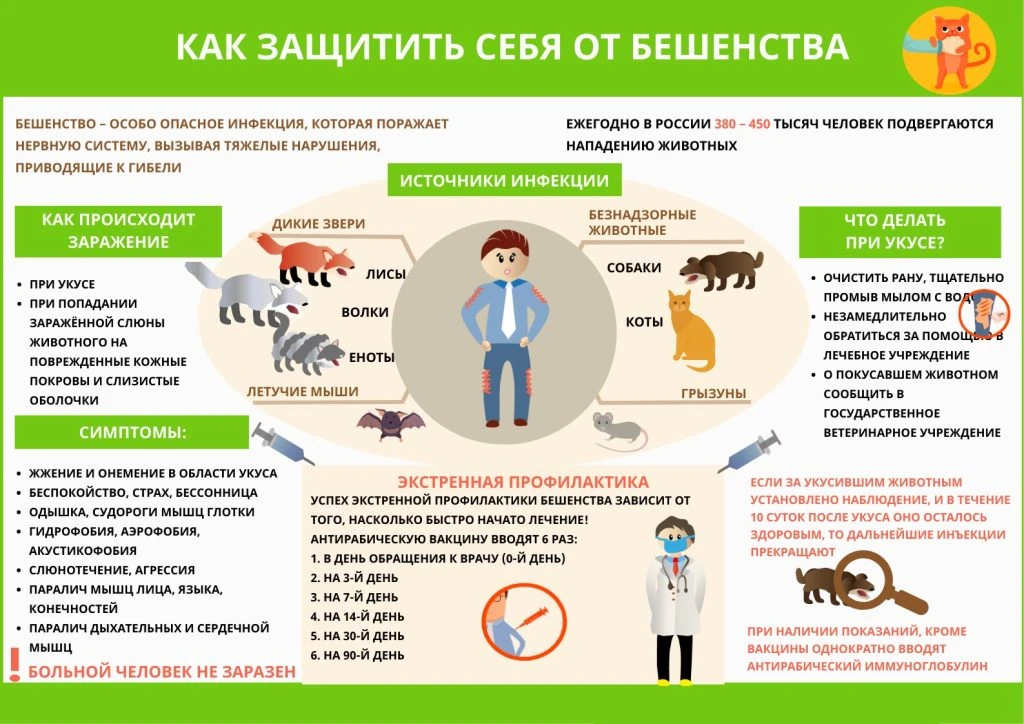 Профилактика бешенства: