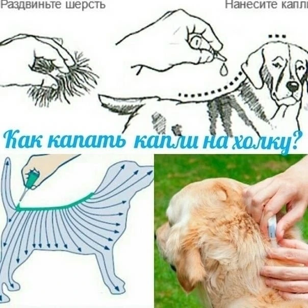 ❗Правила обработки собак каплями от блох и клещей.