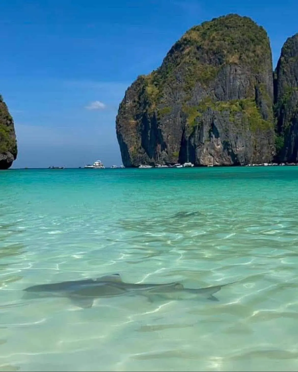В Майя Бэй приплыли акулы покрупнее 🦈