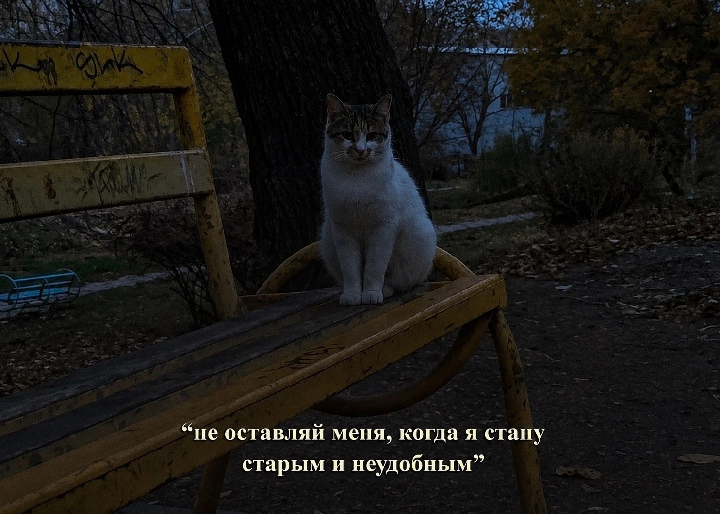 🐕  В России предложили увеличить штрафы за выброшенных домашних животных до 50 тысяч р...