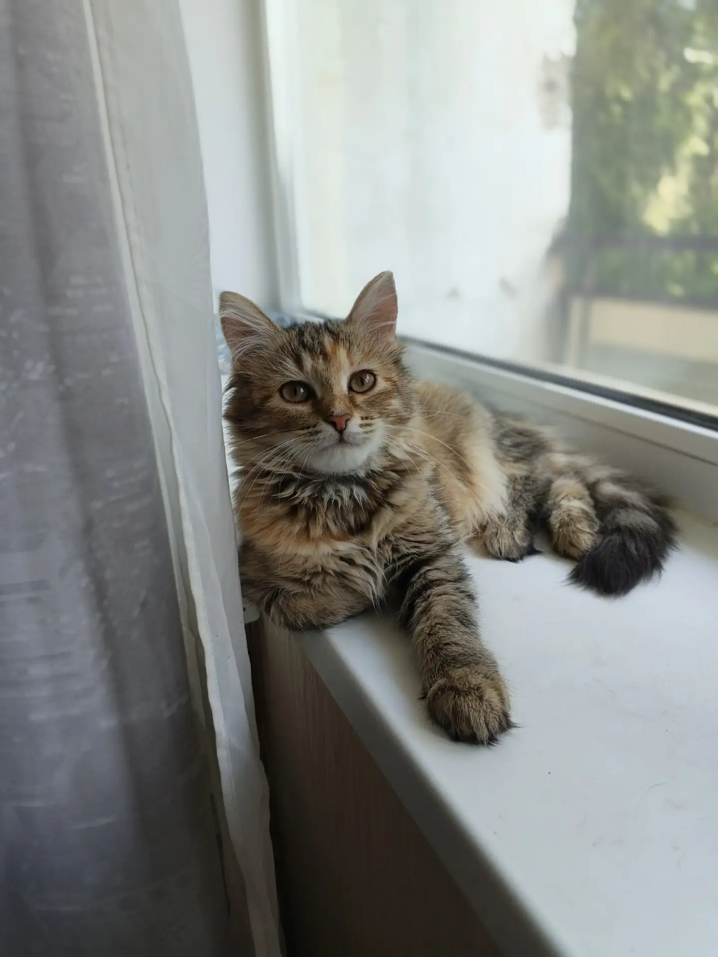 Потерялась кошечка 
Зовут Ася 
Ей примерно 3,4 месяца 
Выпрыгнула с окна на Гашкова 35
Если кто то в