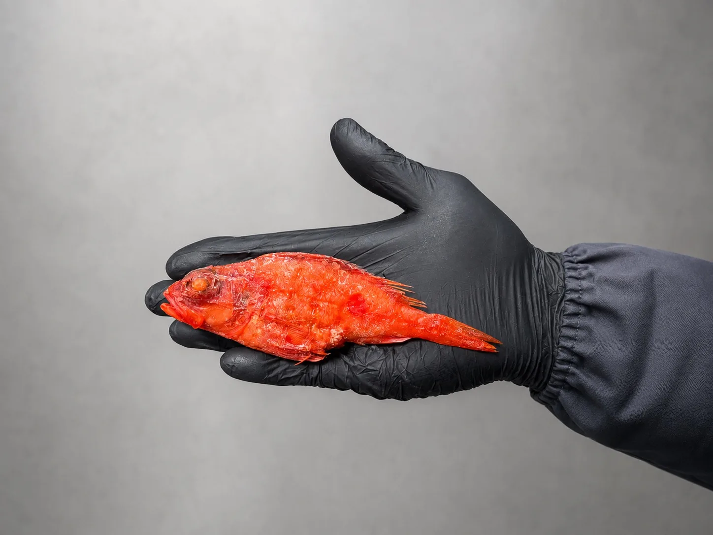 🐟 НОВИНКА!