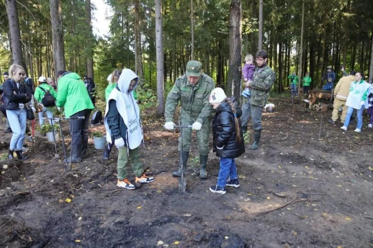 В Красногорске высадили более 50 тысяч деревьев.