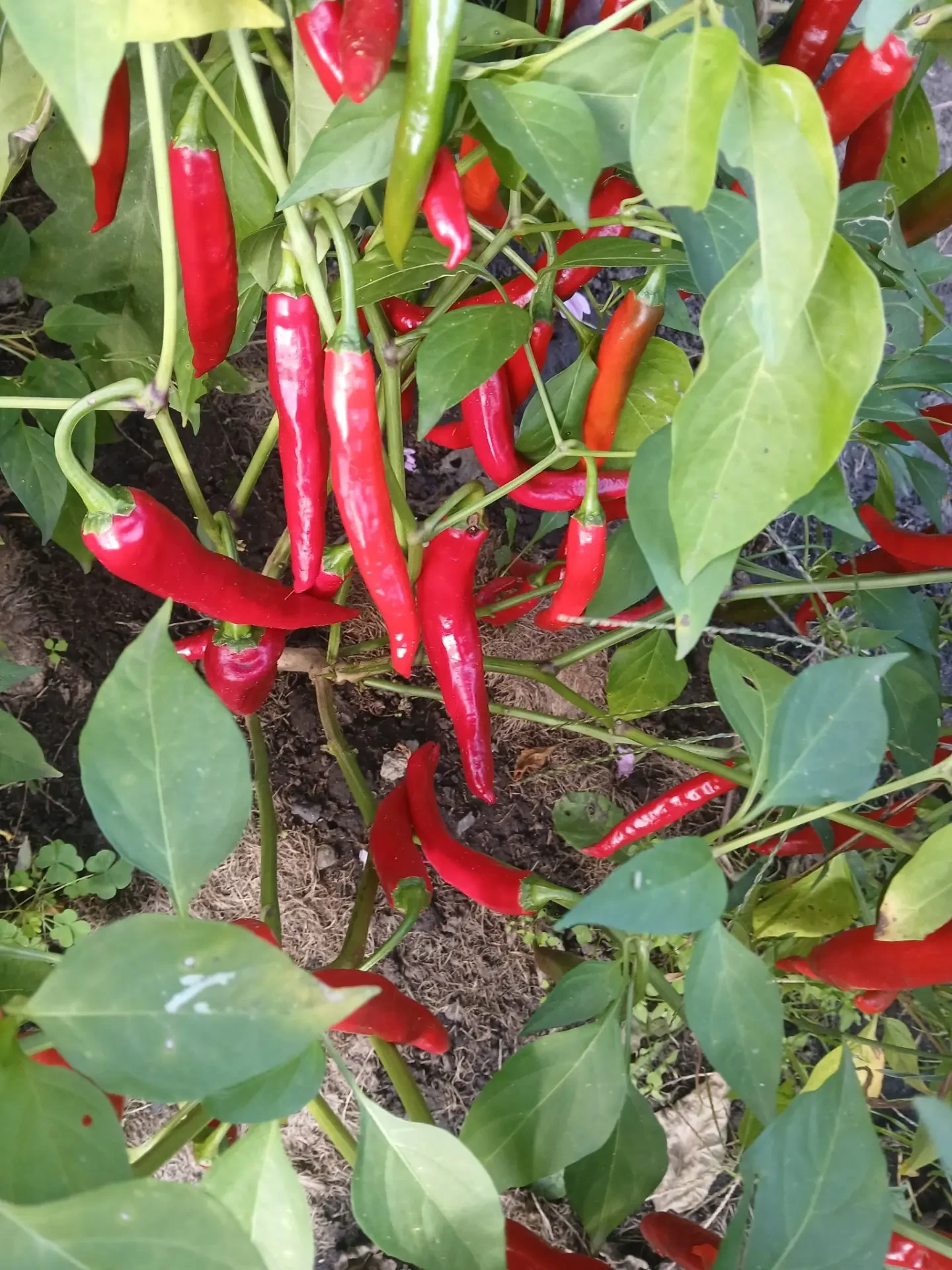 Продаю острый красный 🌶 Излишки со своего огорода. В наличии 7 кг, три сорта. 200руб./кг.