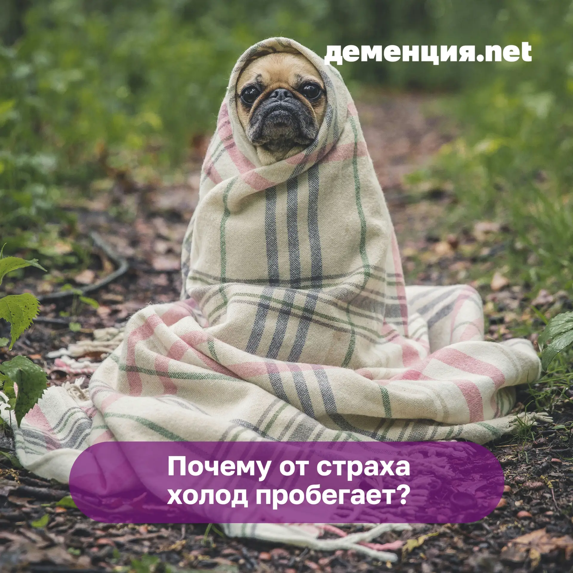 🥶 Пробегал когда-нибудь холод по спине от ужаса? Никогда не думали, откуда холод-то? Рассказываем!
