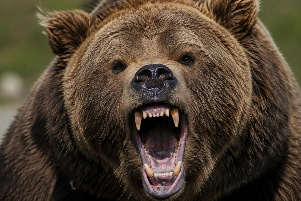 🐻 В Иркутской области медведь загрыз девять собак и напугал село