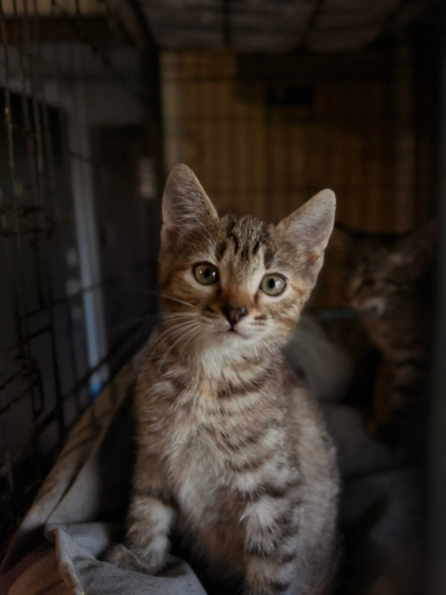 Маленькие котята ищут дом❤️