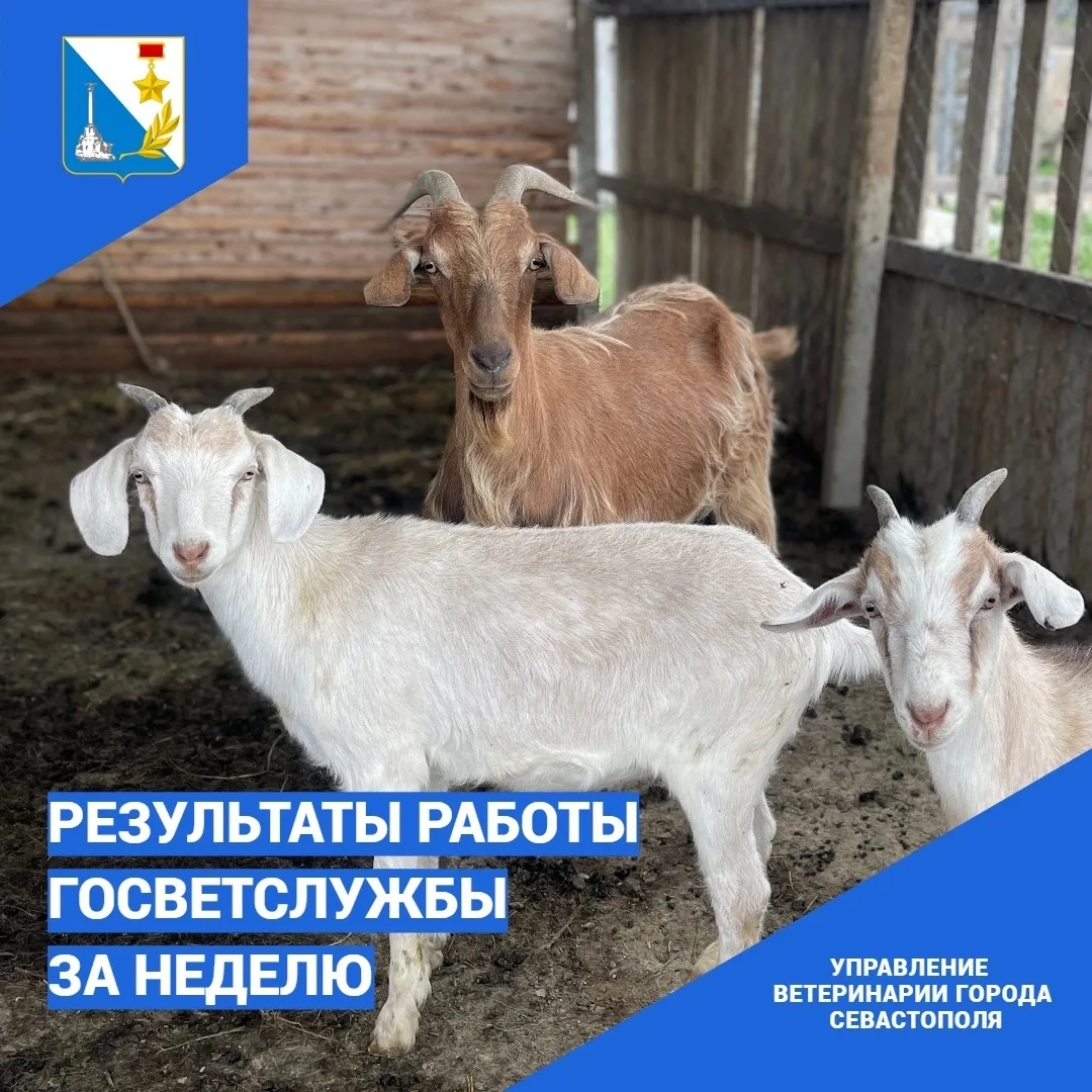 Итоги работы госветслужбы за прошедшую неделю
