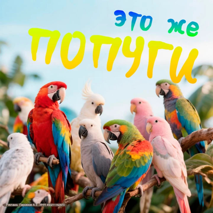 🦜 Все любят попугаев! 🦜