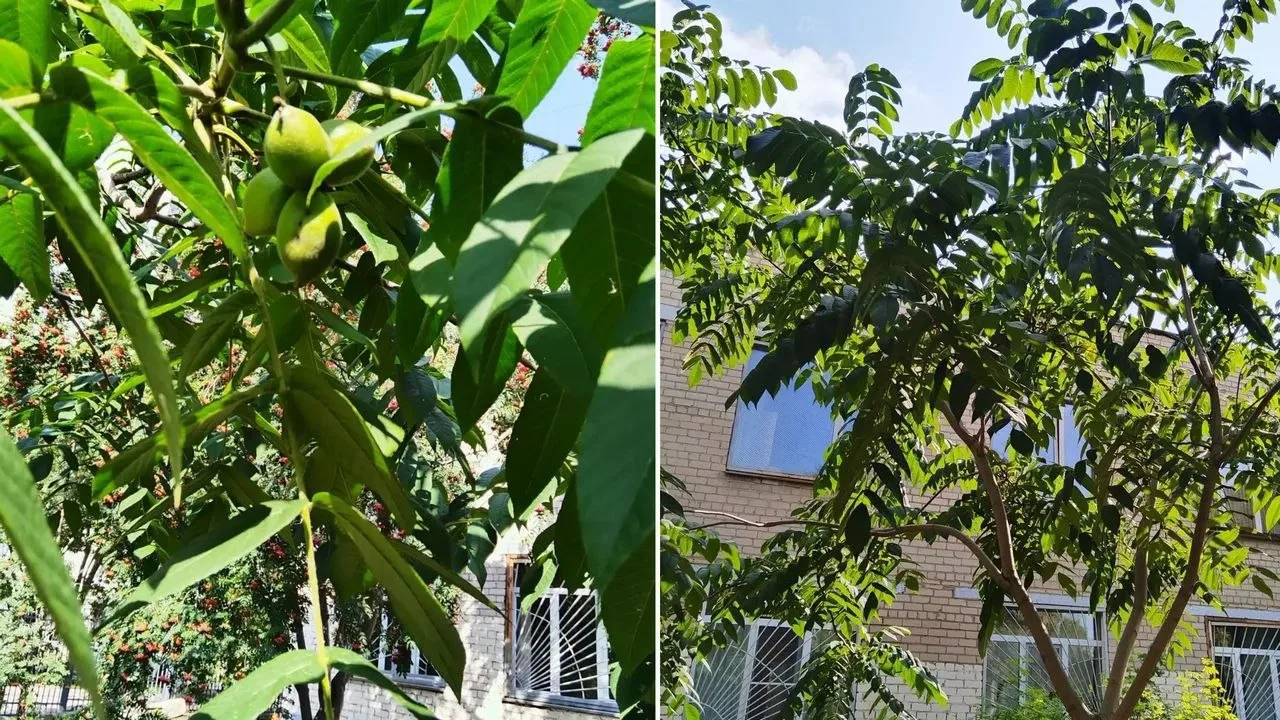 🌳 В Челябинске впервые созрел грецкий орех