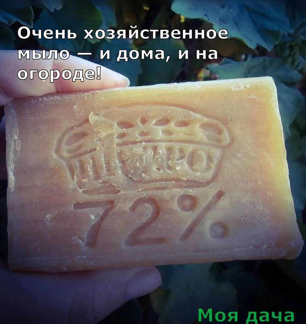 Очень хозяйственное мыло — и дома, и на огороде 🧼

Хозяйственное мыло – незаменимая вещь в арсенале