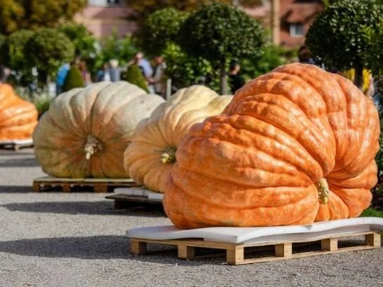 🎃 Заплыв на гигантских тыквах