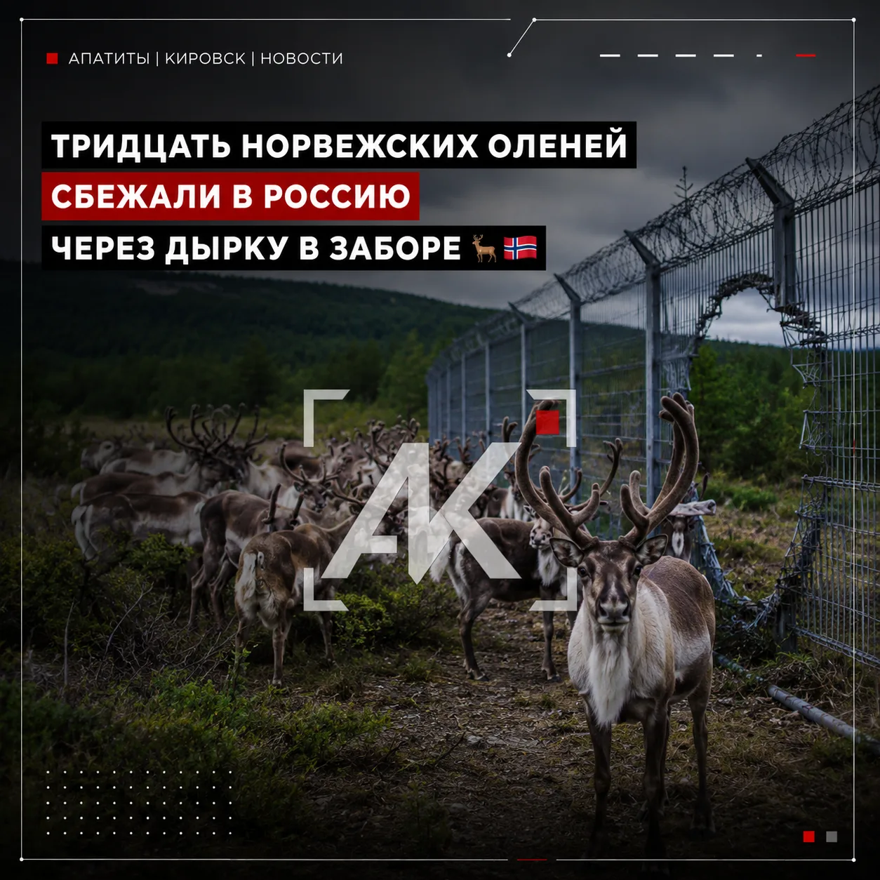 🦌 Тридцать норвежских оленей ушли в Россию через повреждённый забор

Стадо пересекло границу в райо