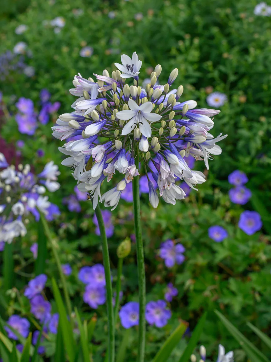 Агапантус «Твистер» (Agapanthus 'Twister')