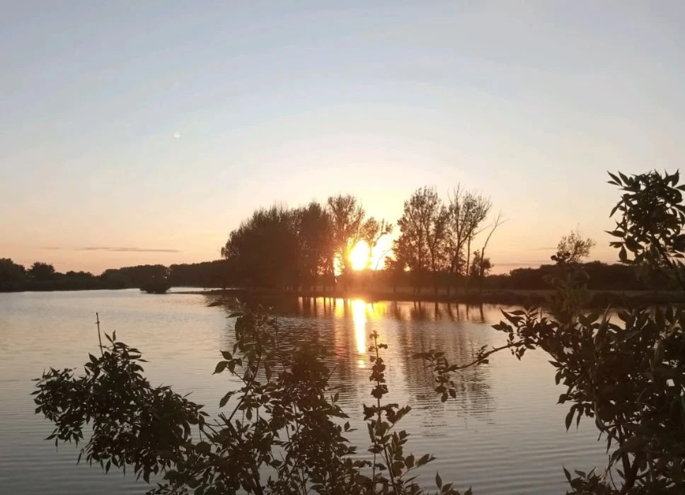 🌻 Подсолнухи на склоне дня.