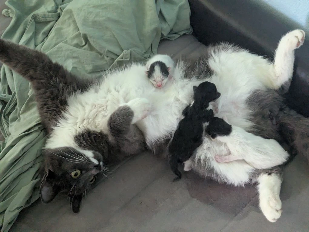 А у нас сегодня кошка родила вчера котят))