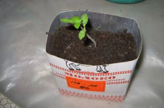 Как я выращиваю томатную рассаду.🌱 🍅  

Хочу поделиться опытом выращивания именно томатной рассады