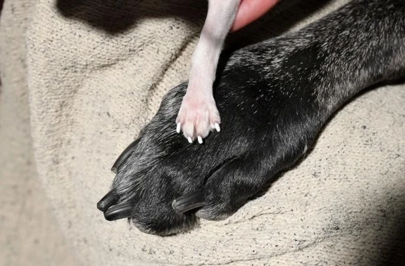 На фото — момент встречи самой большой и самой маленькой из ныне живущих собак🐕