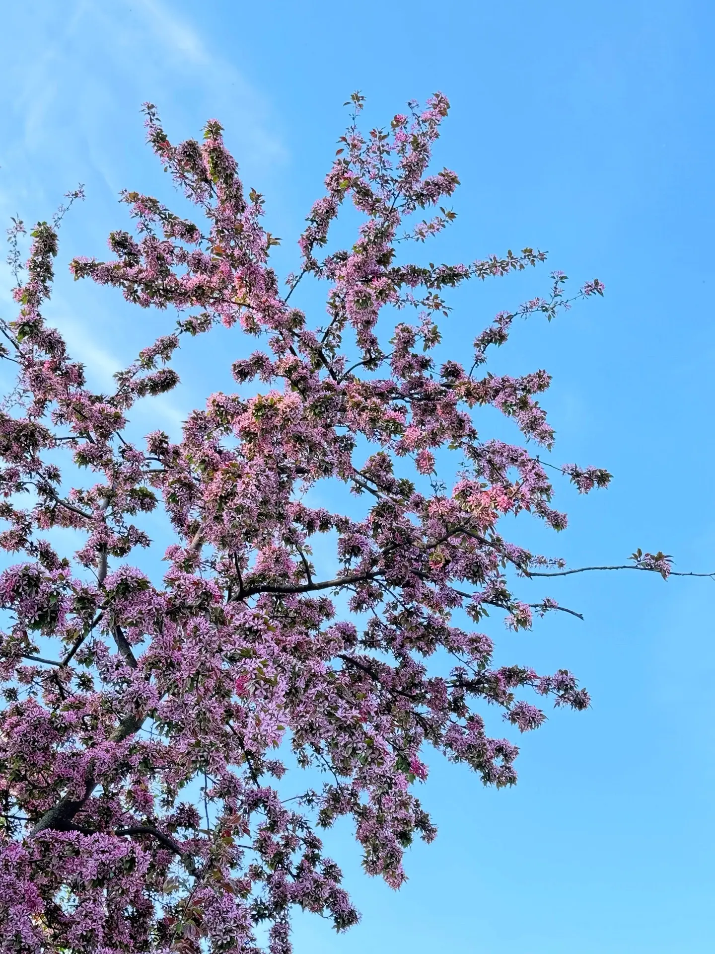 Нежные дни 🌸