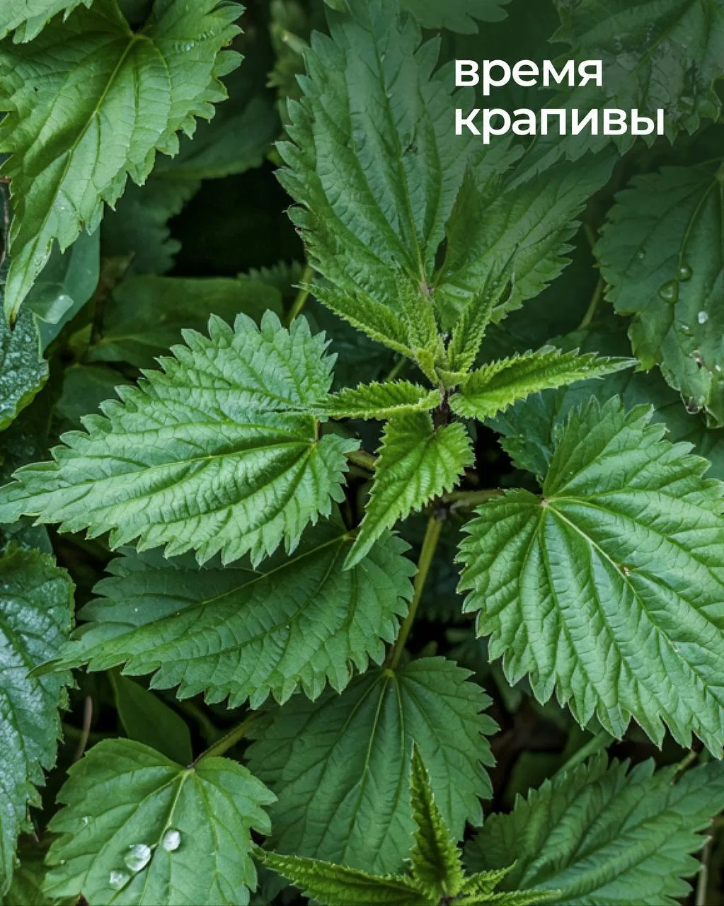 Моя бабушка рвала крапиву голыми руками🌿

Я смотрела с ужасом, а она улыбалась: руки потом не болят