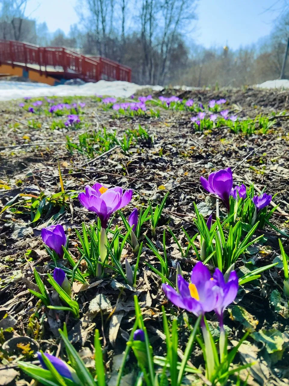 Весна в усадьбе Свиблово 😍