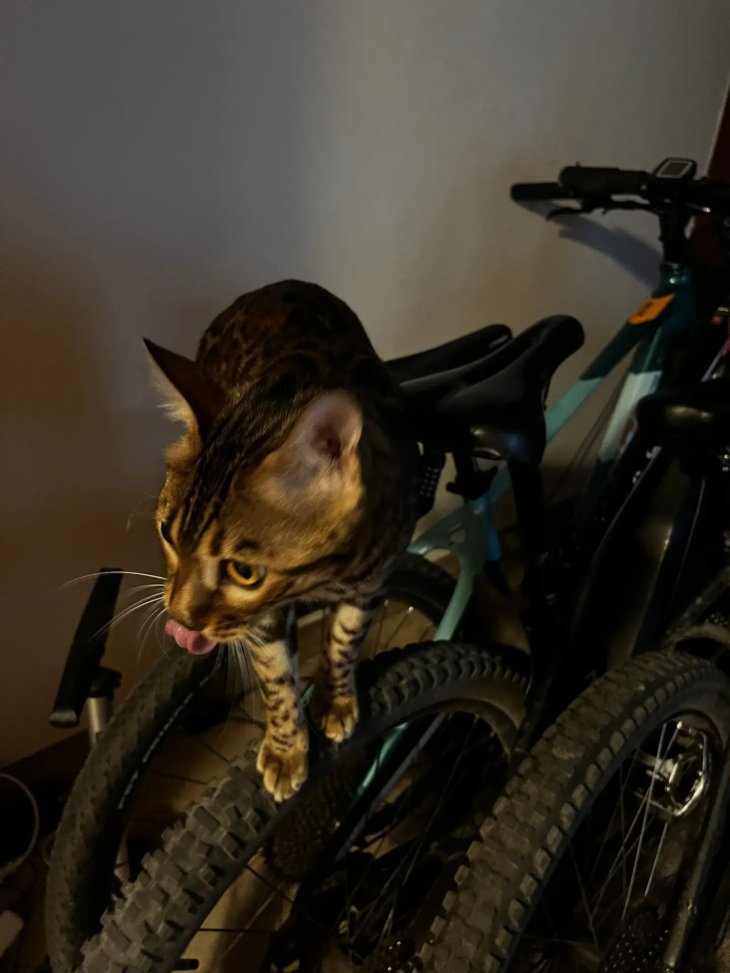 Проверяю папины велики с утра🚲😉