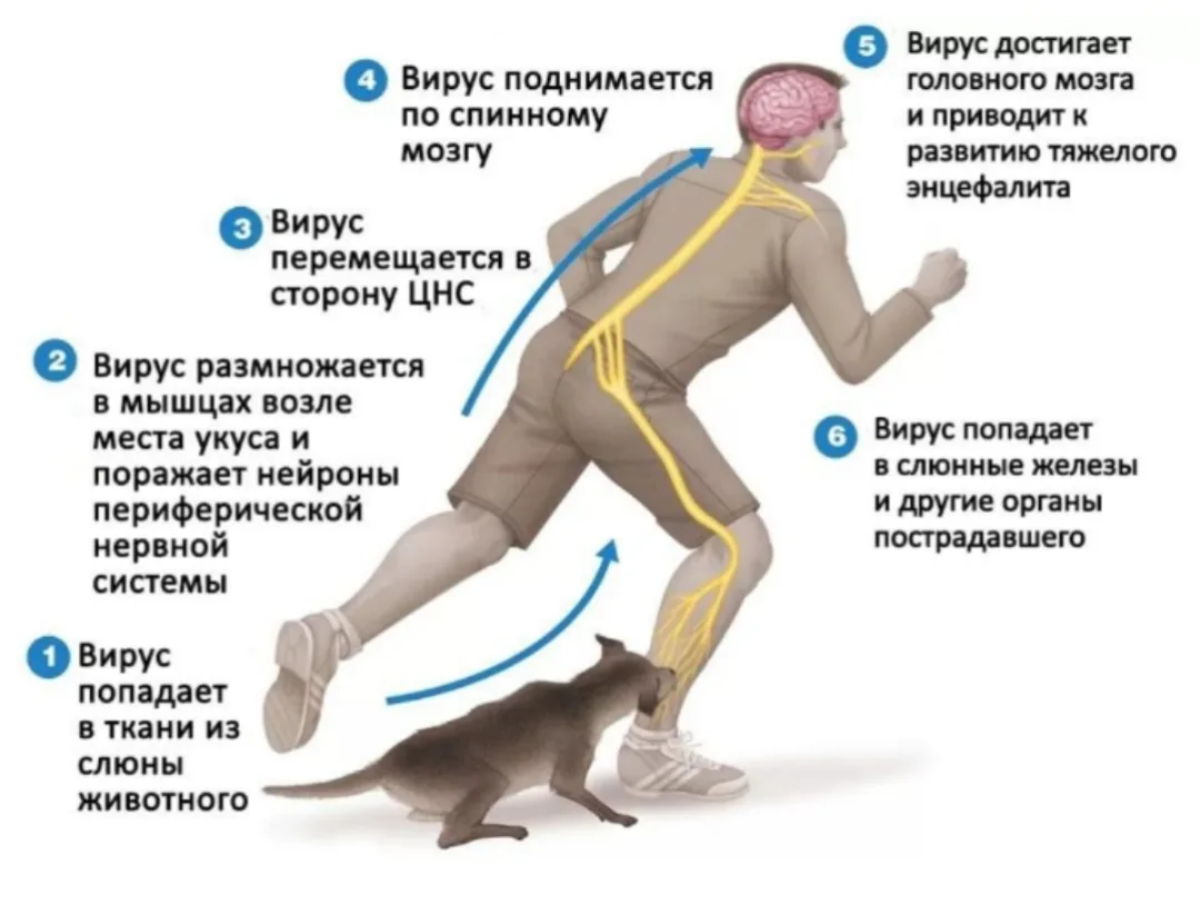 Почему важно вакцинировать животных от бешенства?

Бешенство — это смертельно опасное инфекционное з