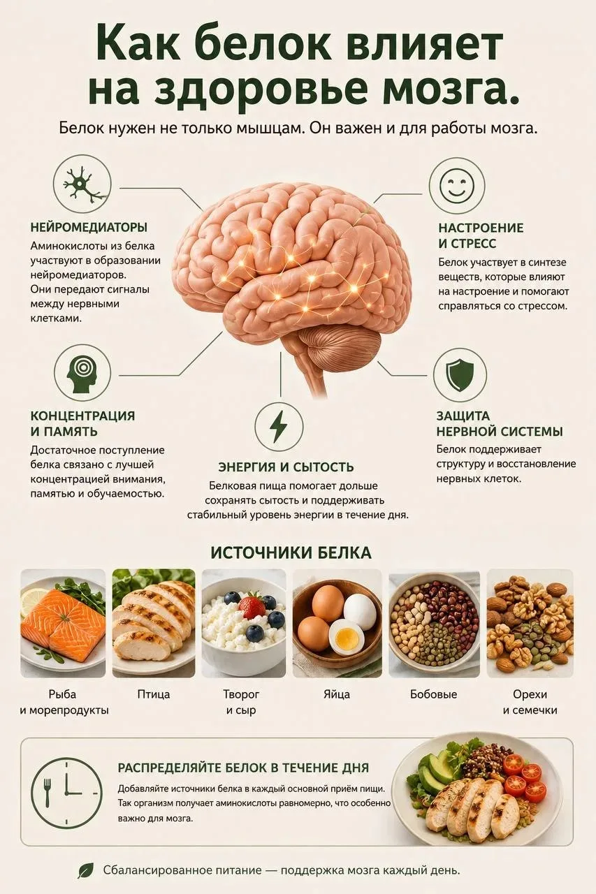 Как белок влияет на здоровье мозга.