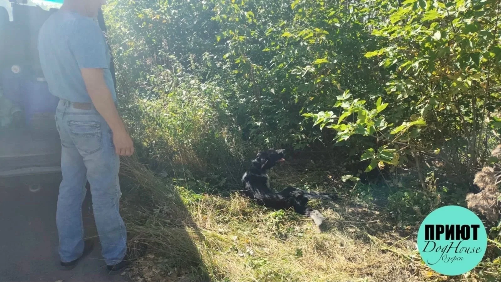 Нужна помощь: В Озёрске на дороге у садов сбили собаку, её хозяин на СВО